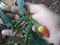 Red chilies that have not been picked in white palms.