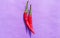 Red chilies isolated on a medium purple background.Chili selective focus with copy space for text