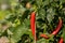 Red chilis growing on the field