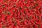 Red chilli background