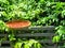 Red chilli dried in the sun on threshing basket or winnowing basket at home fence with green plant background