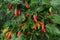 Red chilli fruits ripe on tree.