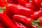 Red chilli pepper \'capsicum annuum\'