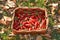 Red chilli pepper harvest in basket on garden grass