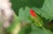 Red china rose bud close up image