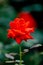 Red china rose in closeup