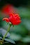 Red china rose in closeup