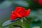 Red china rose in closeup