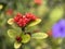 Red Chinese Ixora flower with blur background