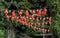 A red Chinese lantern is on a green tree in Malaysia