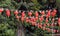 A red Chinese lantern is on a green tree in Malaysia