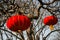 Red Chinese Lanterns in a Tree, Beijing, China