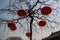 Red Chinese Lanterns in a Tree, Beijing, China
