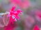 Red Chinese Witch Hazel Flower