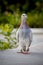 Red choco feather pigeon bird standing on home loft roof