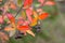 Red chokeberry Aronia arbutifolia in autumn with ripening fruits