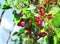 Red chokecherry and green foliage in summer garden