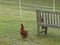 Red chook and rustic country garden seat in the Blue Mountains of Australia