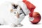 Red christmas ball and angry spotted cat in santa hat on white background