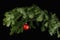 Red christmas ball on a fir branche. Black background