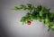 Red christmas ball on a fir branche. Gray background