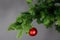 Red christmas ball on a fir branche. Gray background