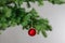 Red christmas ball on a fir branche. Gray background