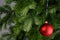 Red christmas ball on a fir branche. Gray background