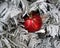 Red Christmas ball hanging on white tree