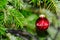 Red christmas ball with a text Happy Holiday in German hanging on fir branch