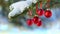 Red Christmas Balls hanging on snow covered pine tree branches as decoration outdoors