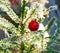 Red christmas bubble on freezing branch