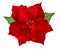 Red Christmas flower poinsettia isolated white background