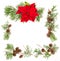 Red Christmas flower poinsettia thuja branches Floral background