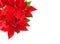 Red Christmas flower poinsettia white background