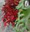 Red Christmas flowers and green fern in tropical garden