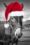 Red Christmas hat on a black and white donkey, fun greeting card