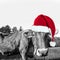 Red Christmas hat on a cow, fun xmas greeting card