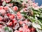 Red christmas holy berries covered with snow and ice, winter festive background