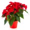 Red Christmas Poinsettia