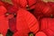 A red christmas poinsettia-close up