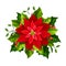 Red Christmas poinsettia flower. Vector illustration.