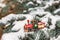 Red Christmas toy train on snowy branch fir