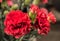 red chrysantheme