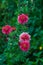 red chrysanthemum blooms in the garden
