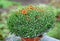 Red chrysanthemum bush in flowerpot