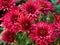 Red Chrysanthemum Daisy Close-up Shot