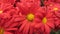 Red chrysanthemums in a botanical garden