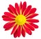 Red chrysanthemums daisy flower