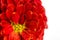 Red Chrysanthemums flower background, petals chrysanthemums